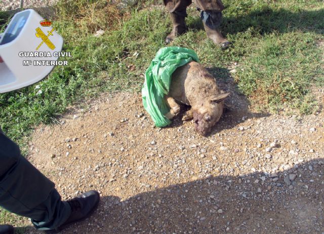 La Guardia Civil esclarece un delito de abandono animal en el que un perro fue atacado por el resto de la manada