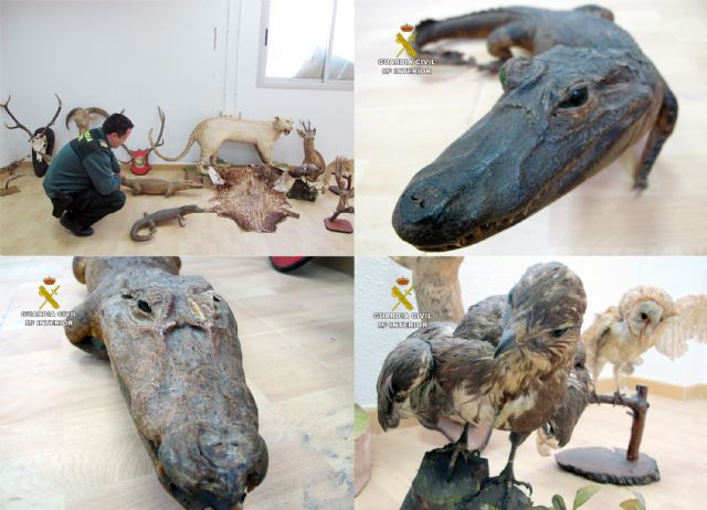 La Guardia Civil decomisa 13 animales naturalizados puestos a la venta en un comercio de antigüedades