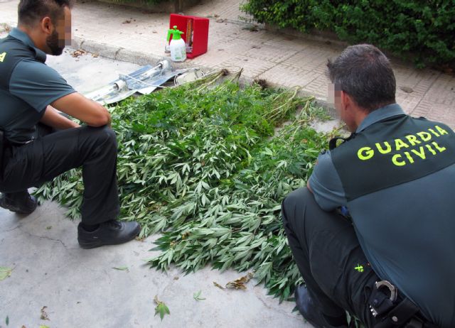 La Guardia Civil desmantela un invernadero clandestino de marihuana en La Matanza de Santomera
