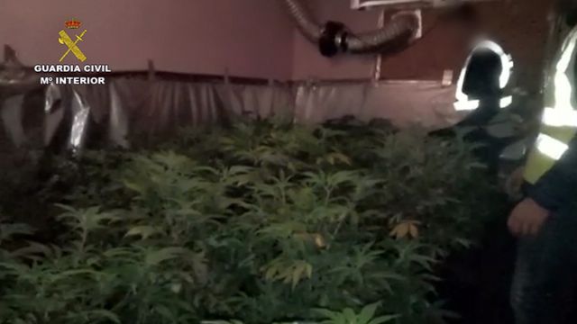 La Guardia Civil desmantela un invernadero clandestino con 500 plantas de marihuana